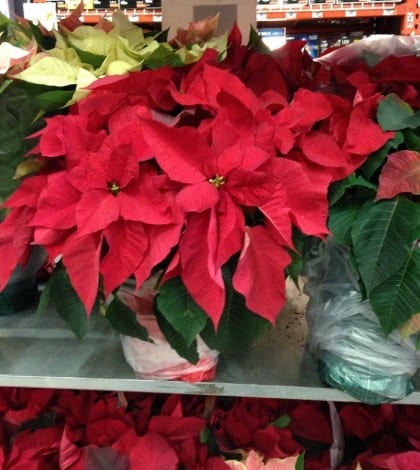 poinsettiaatHD