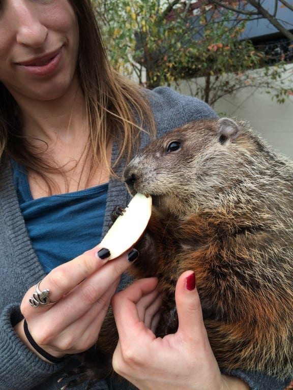 Cider will make his prediction on Groundhog Day from his home at the New Children's Museum in West Hartford. Submitted photo