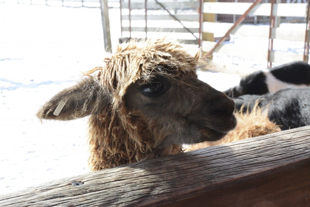 Olaf, a young alpaca, has become a favorite of visitors to West Hartford's Westmoor Park. Courtesy photo