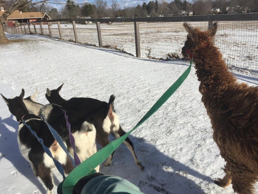Olaf the alpaca takes a walk with the goats in "his" herd at Westmoor Park. Courtesy photo