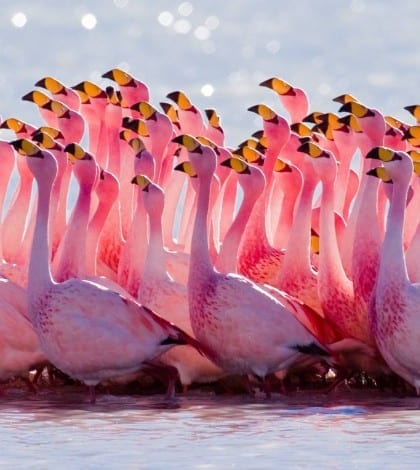 12615354_1675056799421823_9218146873232433648_o