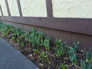 The daffodils along my driveway are always early bloomers, but seem to be ahead of schedule this year. Photo credit: Ronni Newton