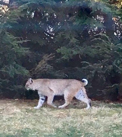 bobcat