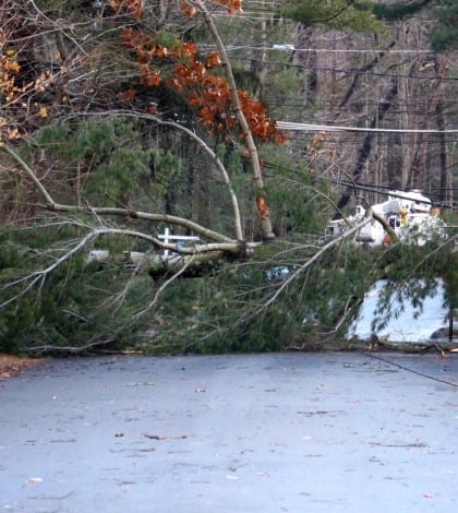 tree across soby looking east