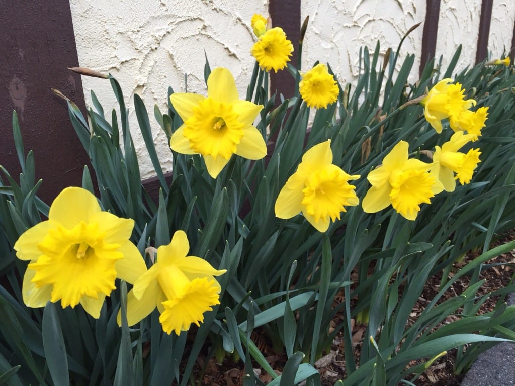 My daffodils are now in bloom. Stay away, winter!! Photo credit: Ronni Newton