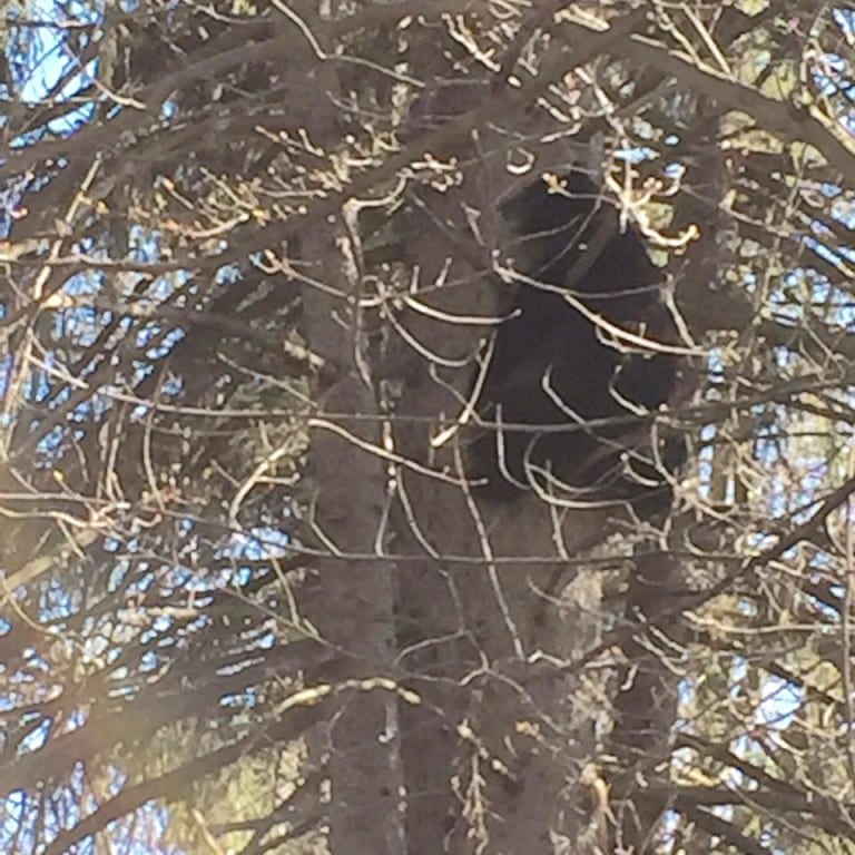 This black bear that climbed a tree in West Hartford was relocated by the DEEP Sunday afternoon. Photo courtesy of Eileen Fay
