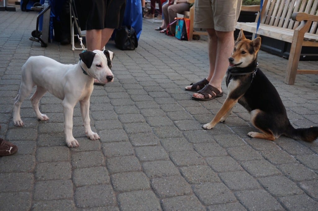 Yappy Hour at Blue Back Square. Photo credit: Ronni Newton