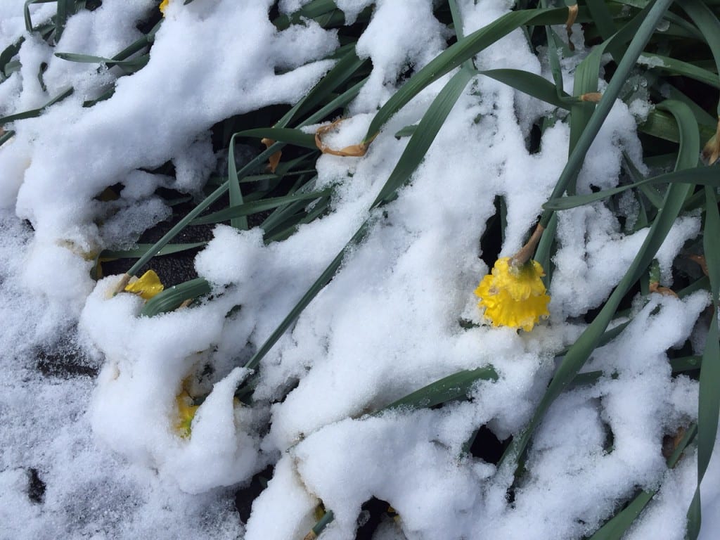 My daffodils were not happy about Mother Nature's belated April Fool's joke. Photo credit: Ronni Newton