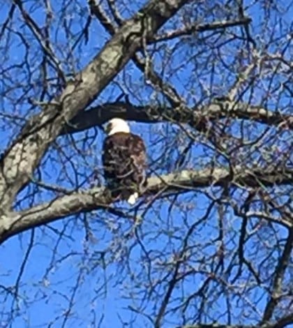 eagle on overbrook