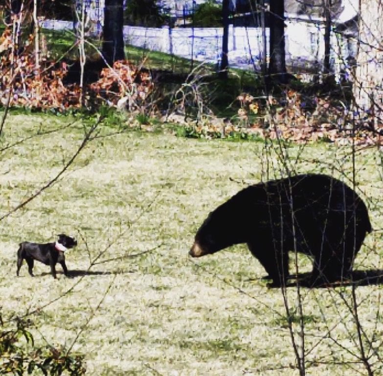 Laika, a Boston Terrier, takes on this 350-400 pound bear by lunging at it. Photo courtesy of Kasia Dienwebel