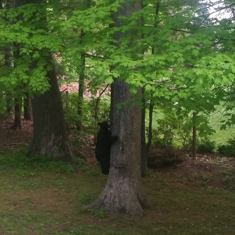 Bear in a tree in the Wood Pond neighborhood near Ridgewood Road. Photo courtesy of Kim Davis