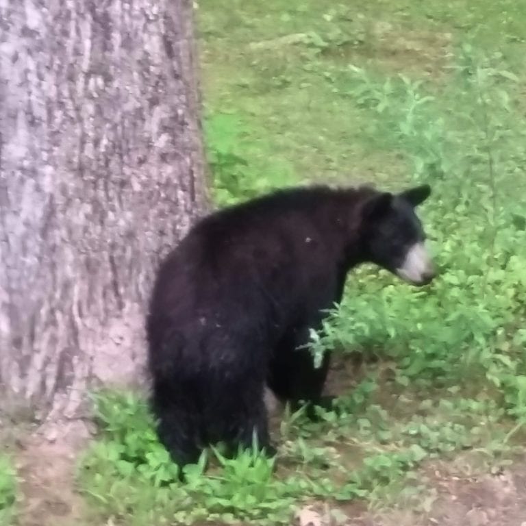 Bear sightings in West Hartford are on the increase this year. Photo courtesy of Kim Davis