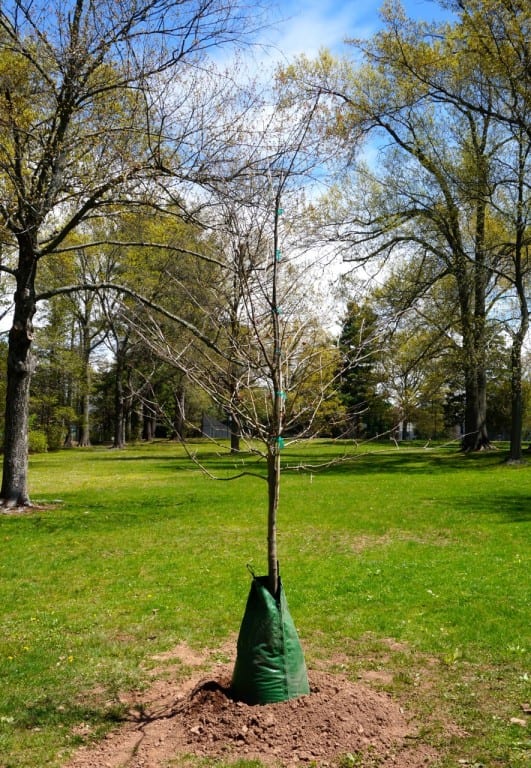 A 14-foot oak tree was planted at Fernridge Park to commemorate Old Guard members who have passed away. Photo credit: Ronni Newton