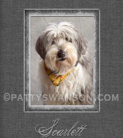 8×10 scarlett gray 052