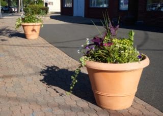 36-inch flowering platers have been placed throughout Elmwood. The planters were created by KNOX of Hartford, which will maintain them throughout the summer and into the fall. Photo credit: Ronni Newton
