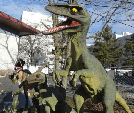 The Children's Museum in West Hartford will be developing a unique new dinosaur exhibit that will include a focus on dinosaur habitat in Connecticut and throughout New England. The museum previously hosted a traveling exhibit of Jurrasic-era dinosaurs, inlcuding this T-Rex. Photo credit: Ronni Newton (photo from 2012)