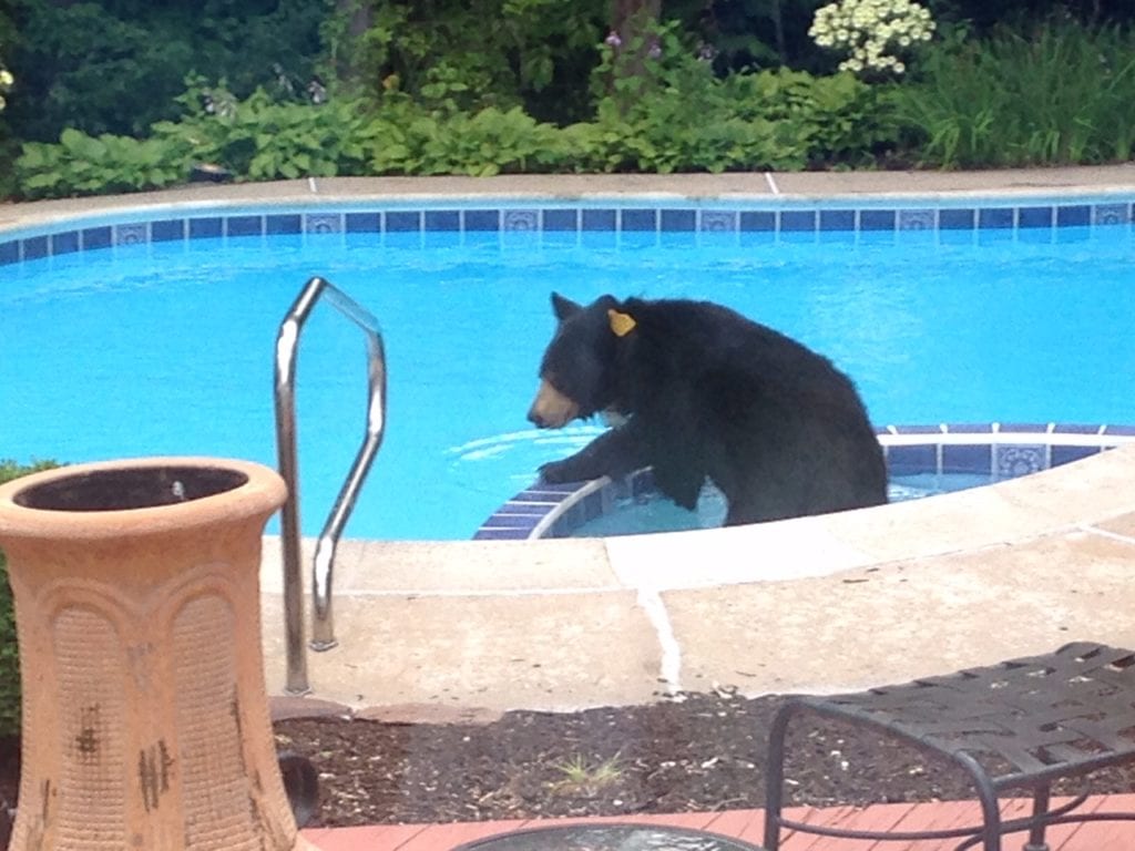 This black bear decided to go for a swim on a hot July morning. Photo credit: Linda Geisler