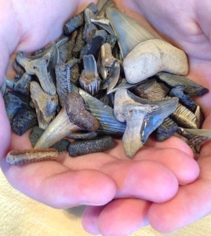 fossilized shark teeth