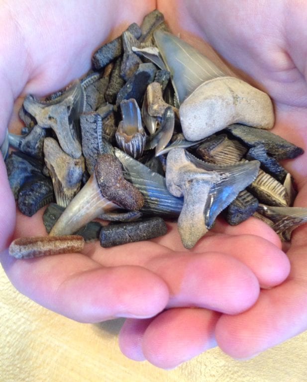 Participants in 'Hands on Science,' one of the West Hartford Department of Leisure Services' Summer Brainstorm camps, will have the opportunity to examine fossilized shark teeth. Courtesy photo
