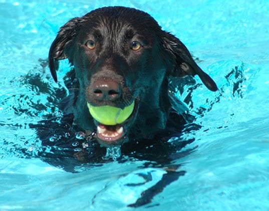 The West Hartford Dog Park Coalition will hold a pooch plunge on Monday, Aug. 22, 2016. Facebook photo