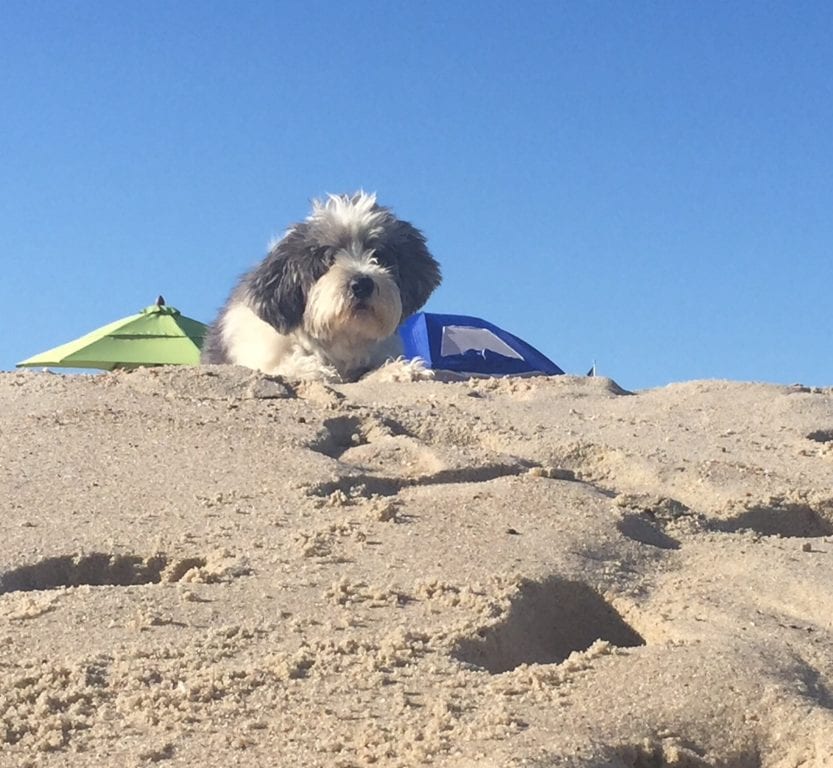 Scarlett owns the beach in Nantucket. Photo credit: Ronni Newton