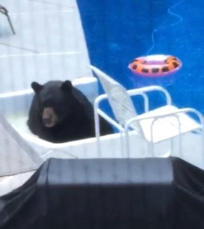 bear in petras pool