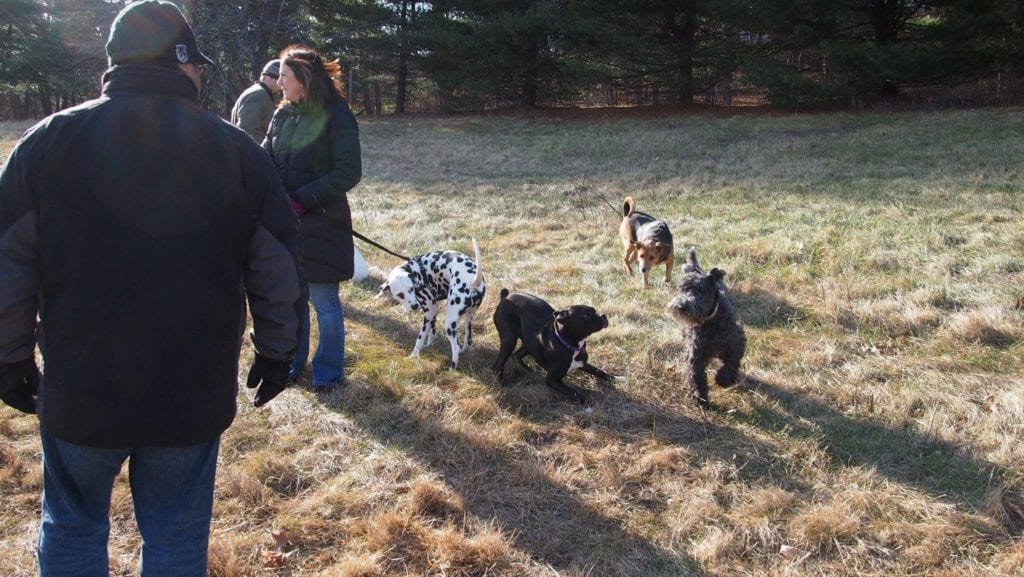 West Hartford dogs will have a chance to socialize off leash at the West Hartford Dog Park Coalition's first Pop Up event. Submitted photo