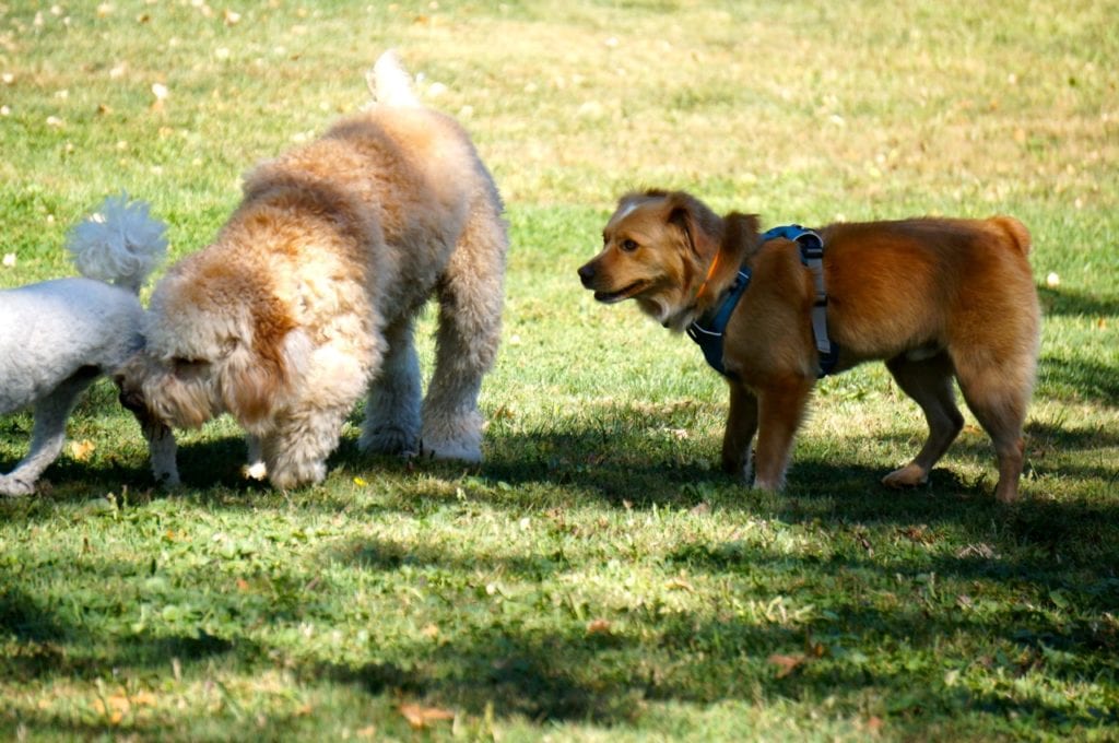 West Hartford Dog Park Coalition Pop-Up Dog Park. Sept. 25, 2016. Photo credit: Ronni Newton