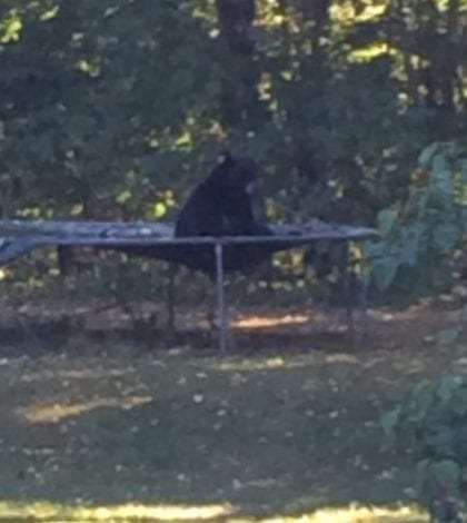 bear-on-trampoline-twitter-photo