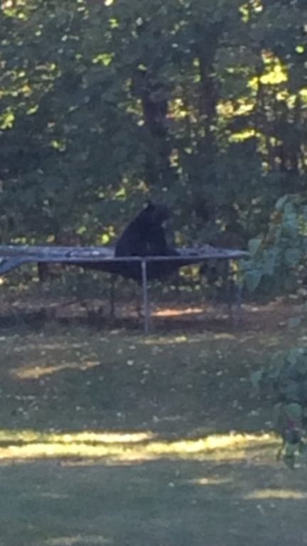 A Hartwell Road resident captured this photo of a bear on her neighbor's trampoline. Photo credit: Randi Fazekas