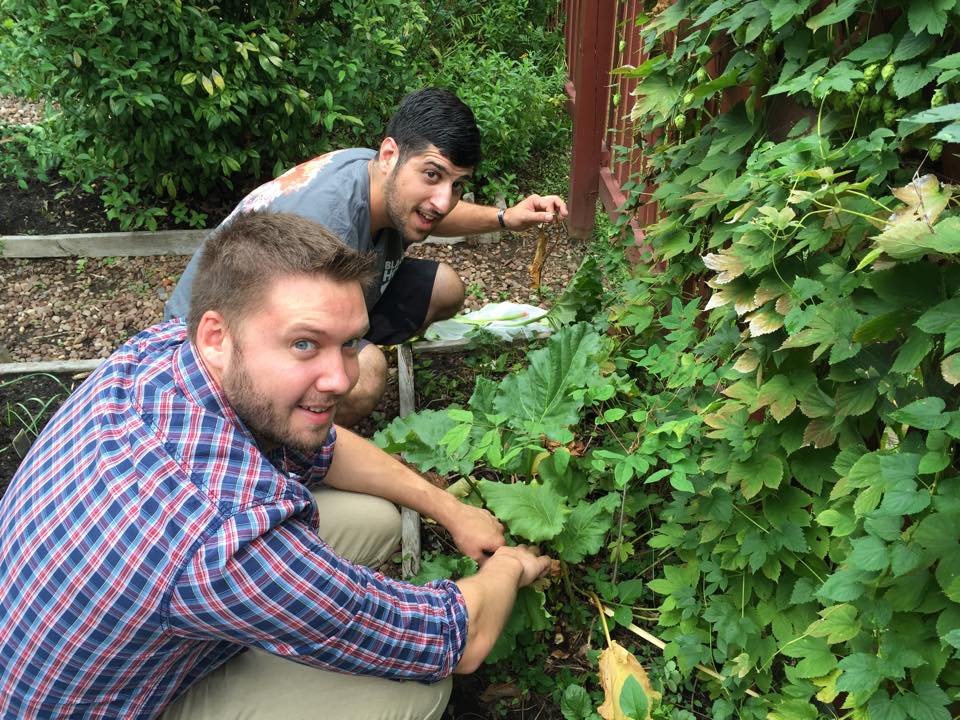 Stuart Slocum and Justin Benvenuto with Black Hog Brewing Co. selecting ingredients from Noah Webster’s garden for their entry into the 2015 Noah Webster Real Ale Harvest Fest. Submitted photo