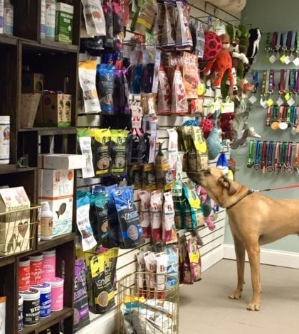 dogology-jackson-shopping