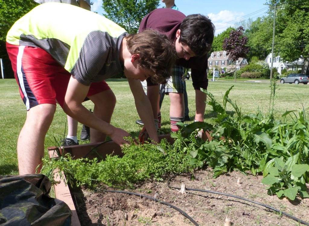 Solomon Schechter students gardening. Submitted photo