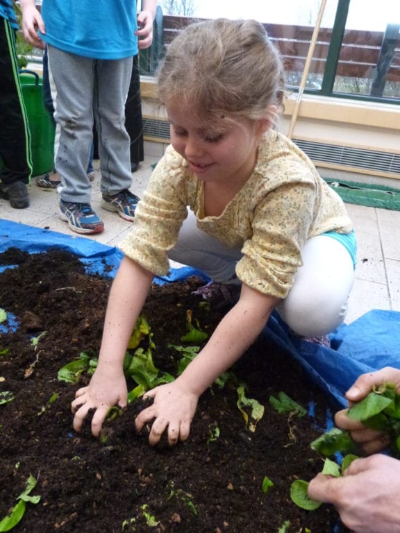 A Solomon Schechter student works with the potato plants. Submitted photo