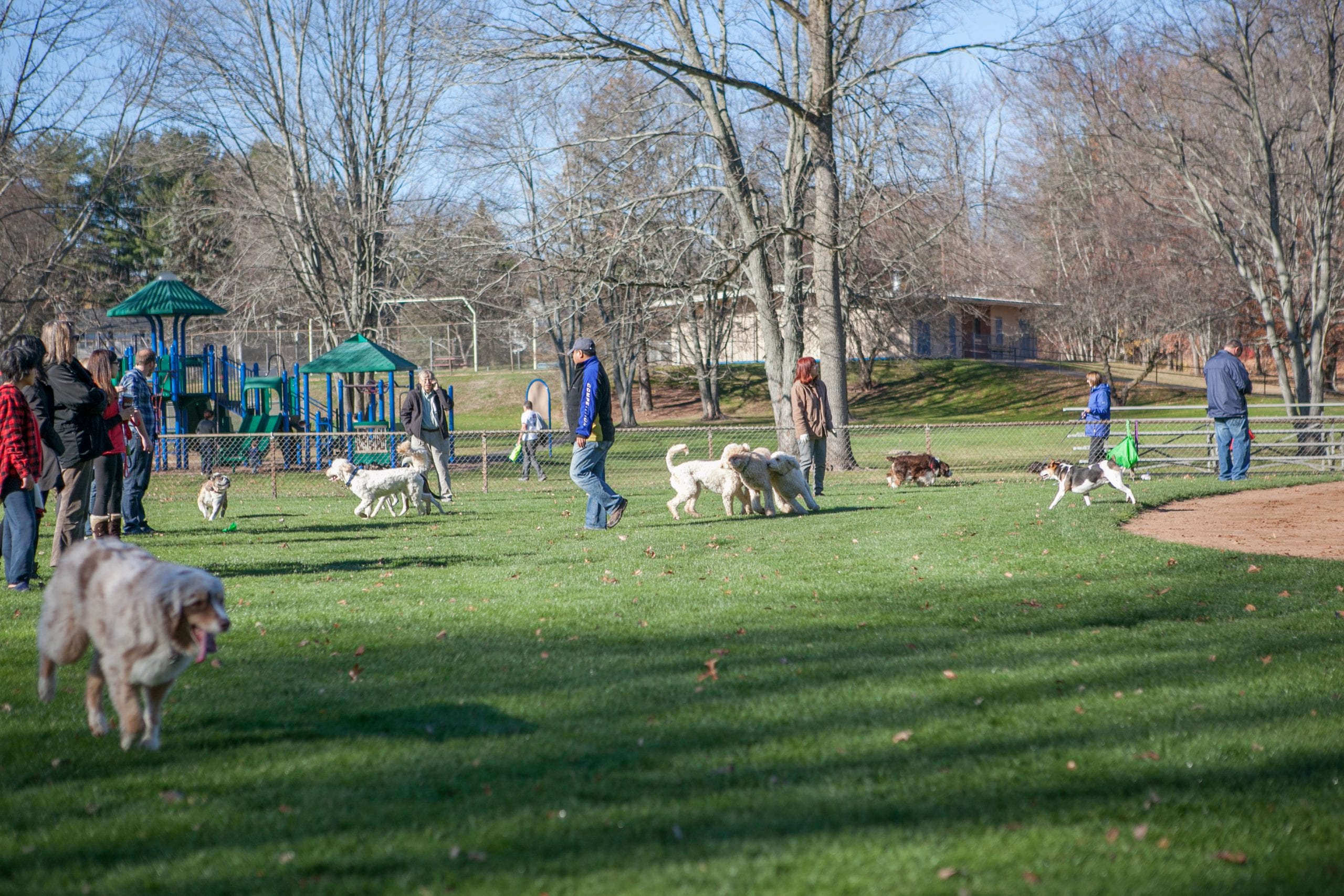 11-19-2016-pop-up-dog-park-export-0005 - We-Ha | West Hartford News