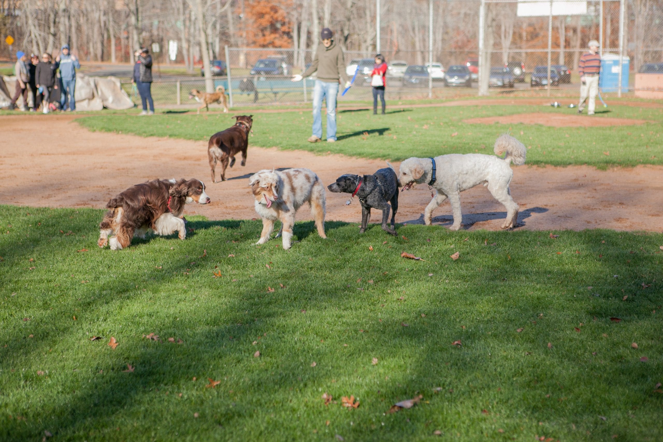 11-19-2016-pop-up-dog-park-export-0008 - We-Ha | West Hartford News