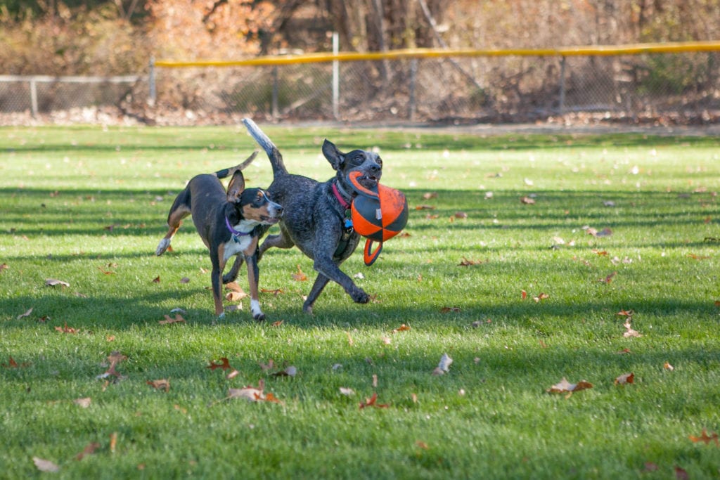 West Hartford Pop-Up Dog Park at Eisenhower Park. Nov. 19, 2016. Photo courtesy of West Hartford Dog Park Coalition 