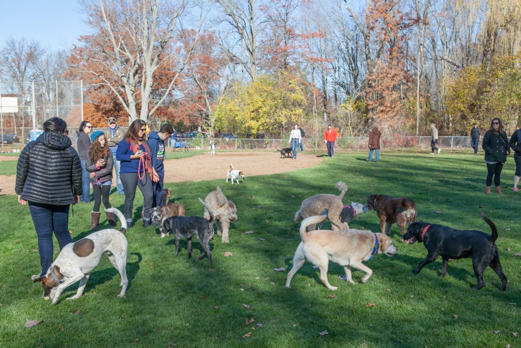 West Hartford Pop-Up Dog Park at Eisenhower Park. Nov. 19, 2016. Photo courtesy of West Hartford Dog Park Coalition 