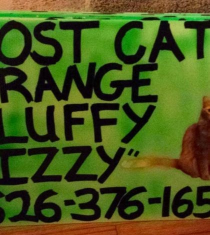 lost-cat-sign