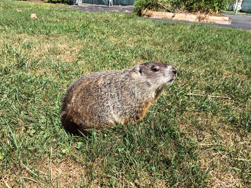 West Hartford's 'Cider the Groundhog' will make her prediction on Thursday. Submitted photo