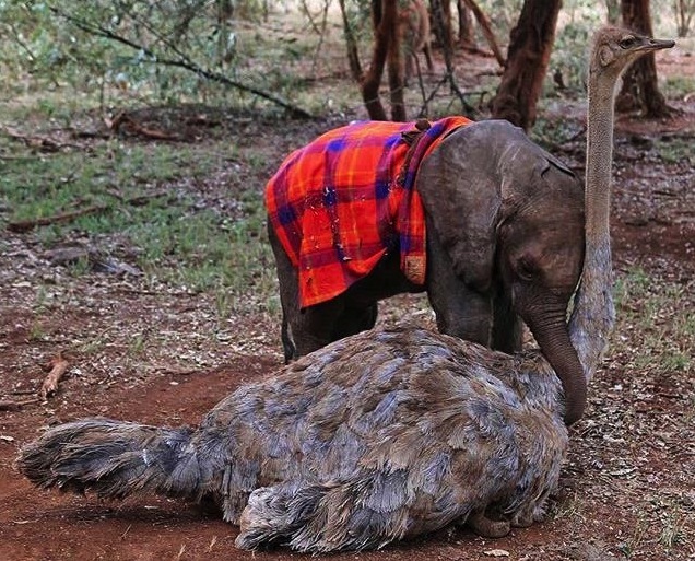 Jotto, an orphaned elephant under the care of the David Shedrick Wilflife Trust in Kenya, is with an ostrich friend. The blanked helps the young orphan feel more secure. Courtesy photo