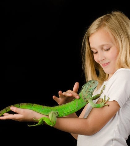 reptiles