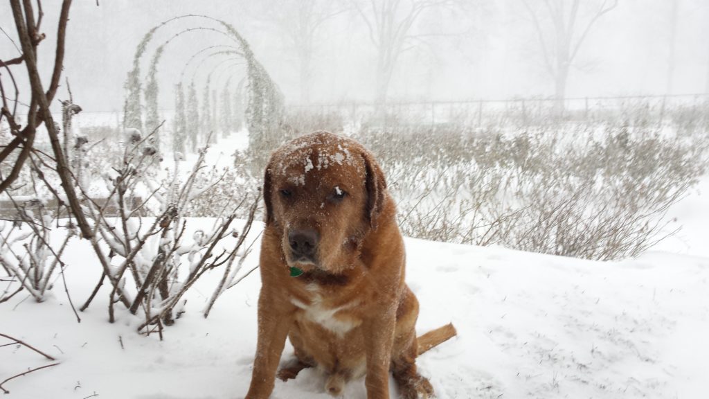 Dodger enjoys the snow in Elizabeth Park on Thursday morning. Photo courtesy of Carol Davis
