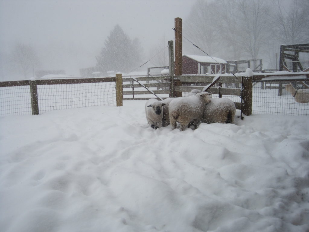 Sheep huddle at Westmoor Park to stay warm in the snowstorm on Thursday. Photo courtesy of Helen Rubino-Turco