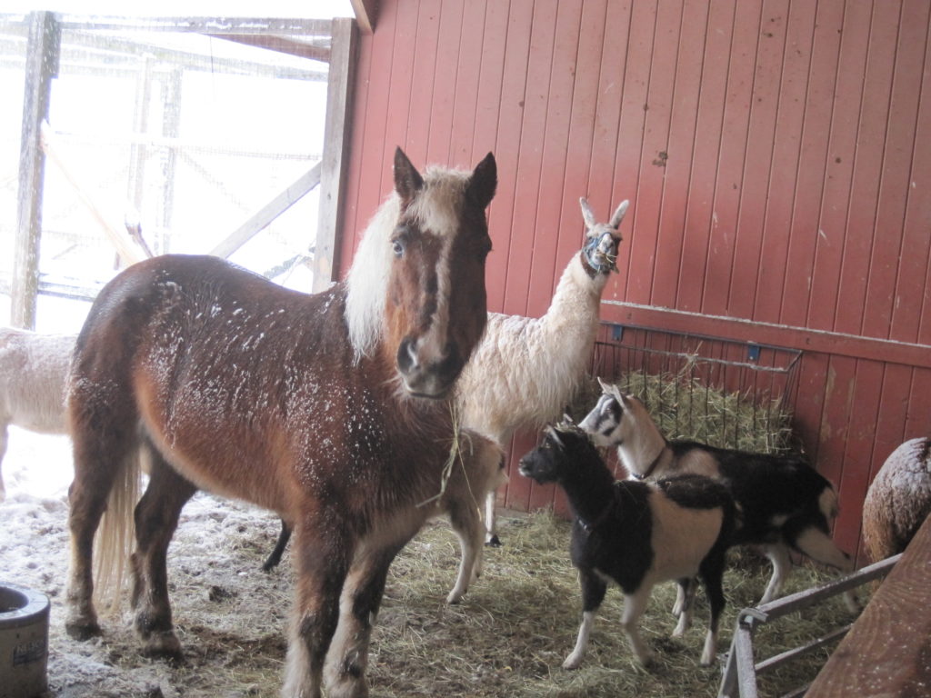 Horses and other animals at Westmoor Park stay safe in the barn. Photo courtesy of Helen Rubino-Turco