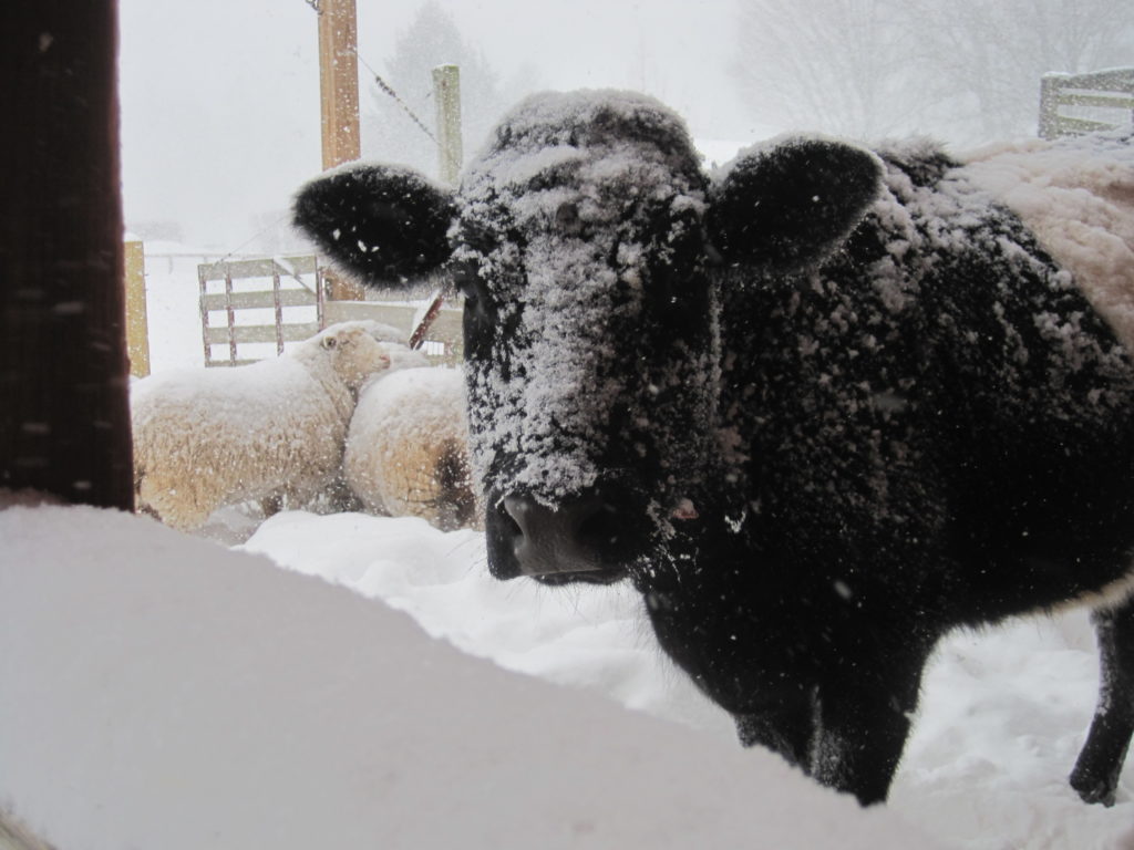 A cow at Westmoor Park doesn't seem to mind the snow. Photo courtesy of Helen Rubino-Turco 