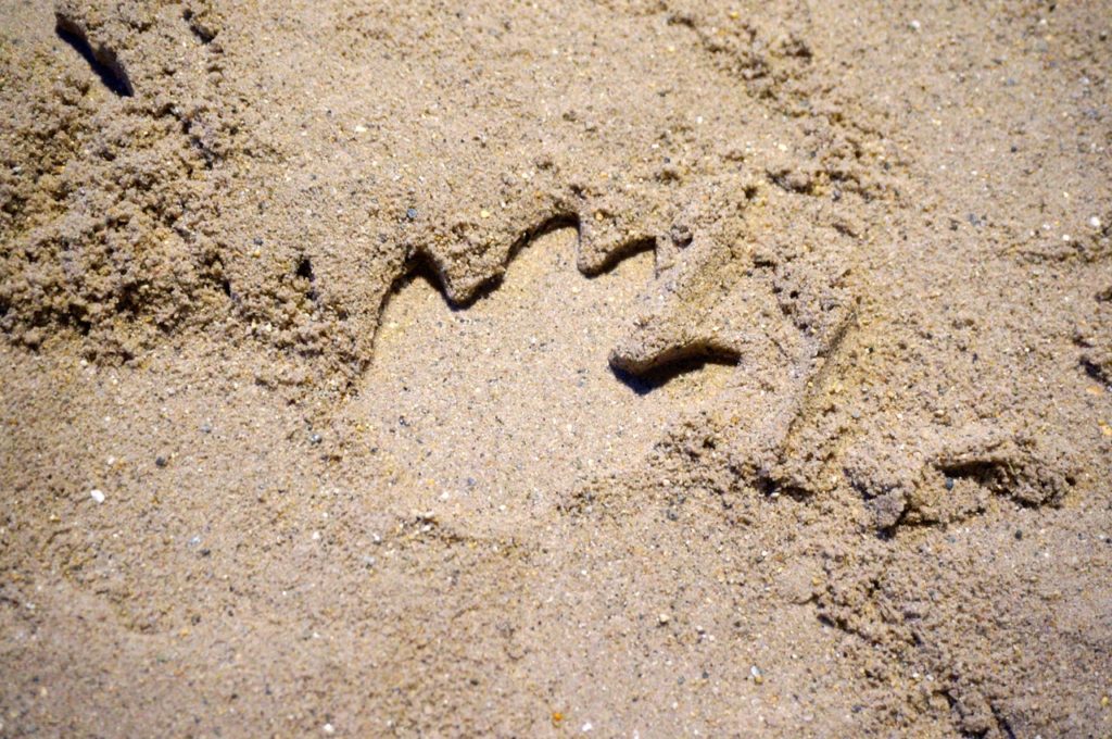 Batrachopus prints can be made in the sand. Dinosaurs in Your Backyard: A Portal to Past Worlds exhibit. The Children's Museum, West Hartford. Photo credit: Ronni Newton