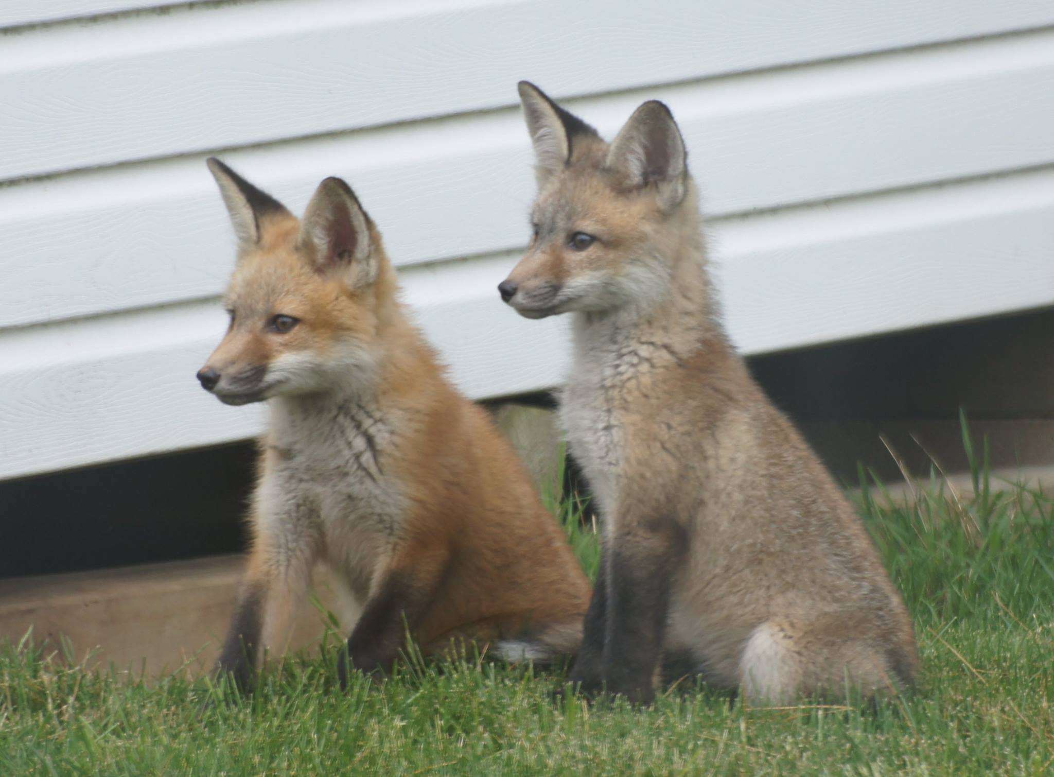 Red Fox Family Right at Home in West Hartford Neighborhood - We-Ha ...