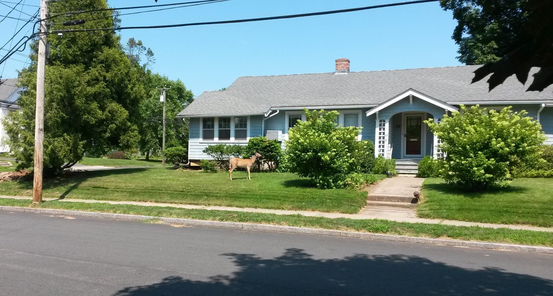 deer on jessamine and bouleveard. scott phillips