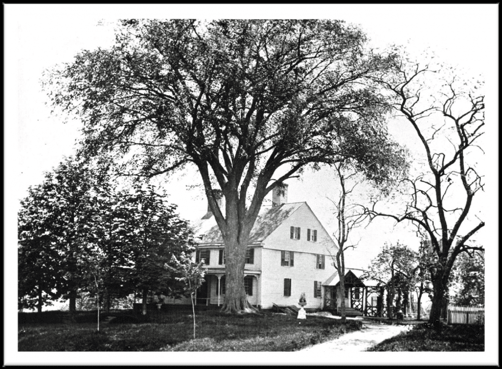 Burgoyne Elm Will Be Planted to Honor Dr. Tracey Wilson WeHa West Hartford News